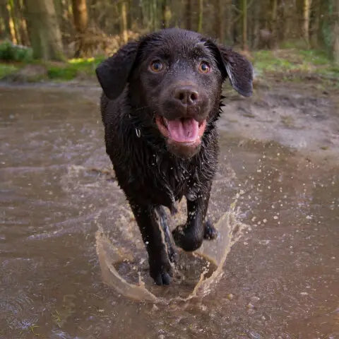How and when to best use dog paw balm to protect your dog