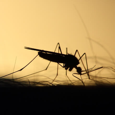 A mosquito biting a person's arm