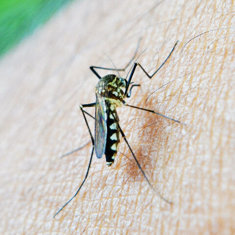 A mosquito biting a human