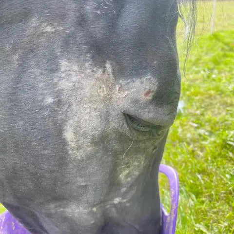 Horse with a bad case of summer itch - before using the summer itch balm
