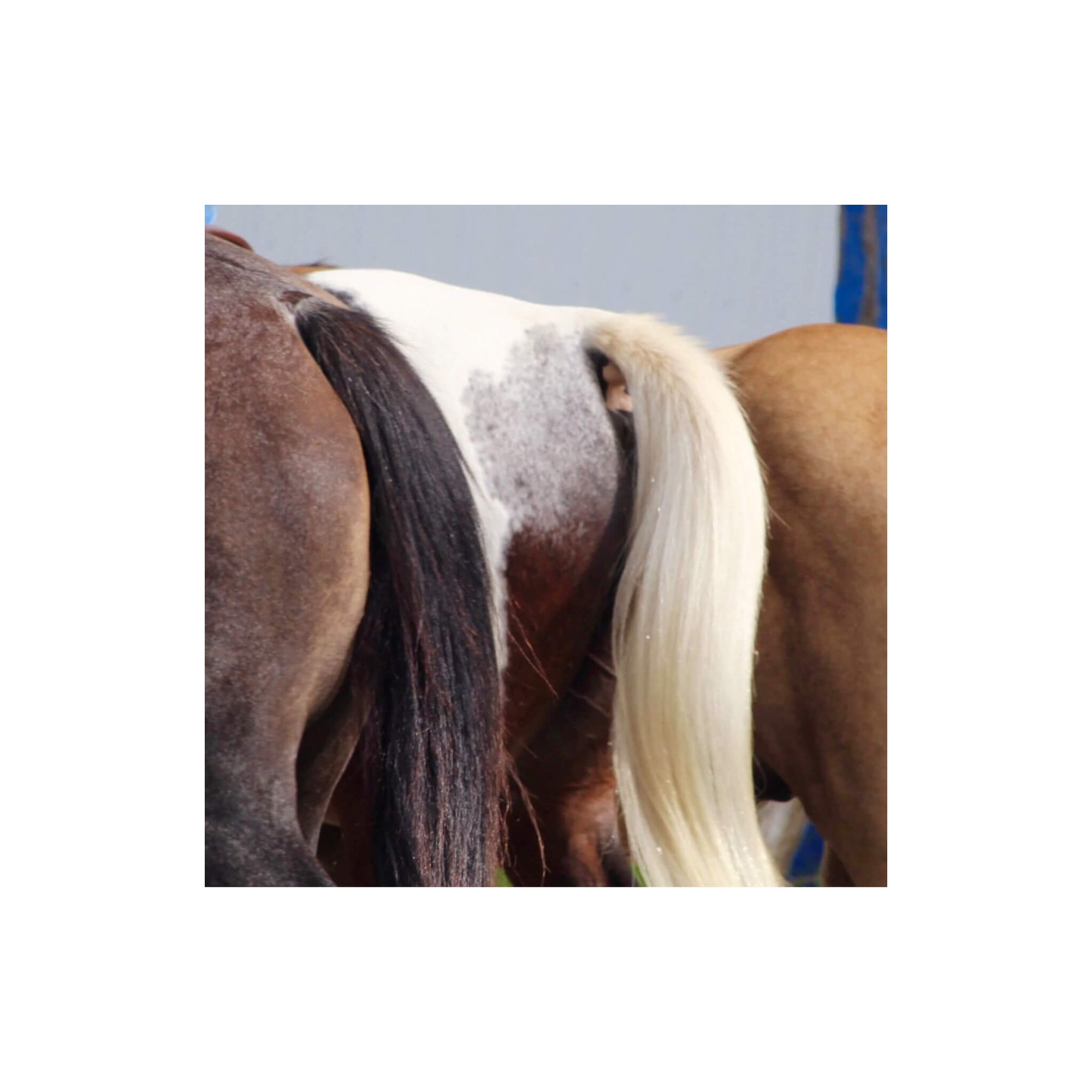 Close-up of a horse's white tail after using the mane and detangler bar