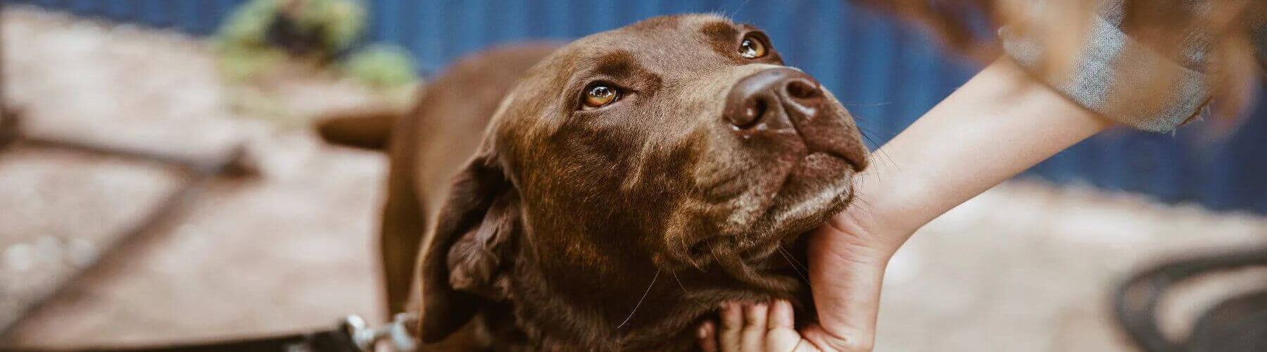 A brown labrador