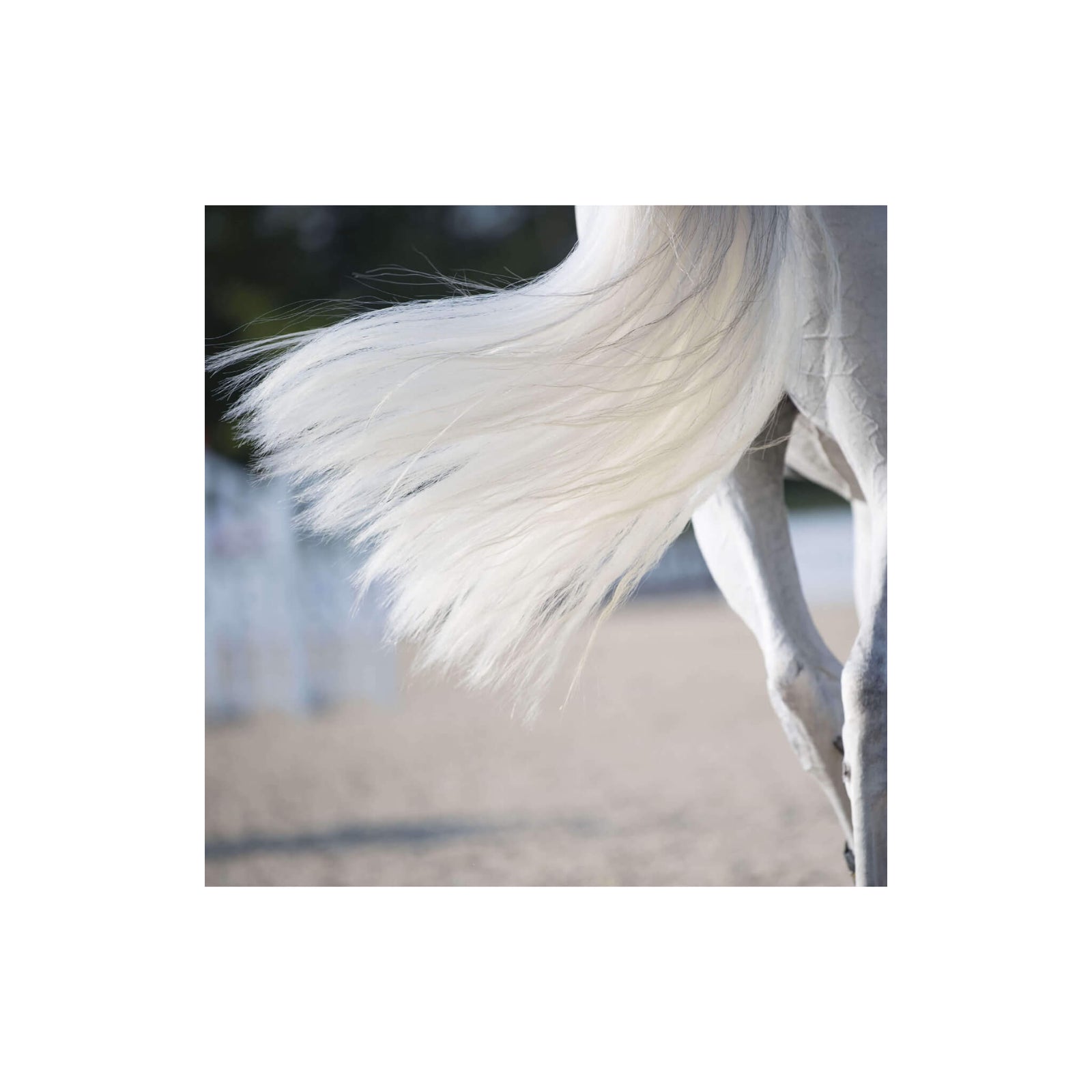 Image of horse's white tail