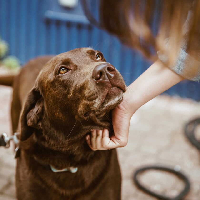 Natural Canine Care Collection - dog shampoo and paw balm bars.